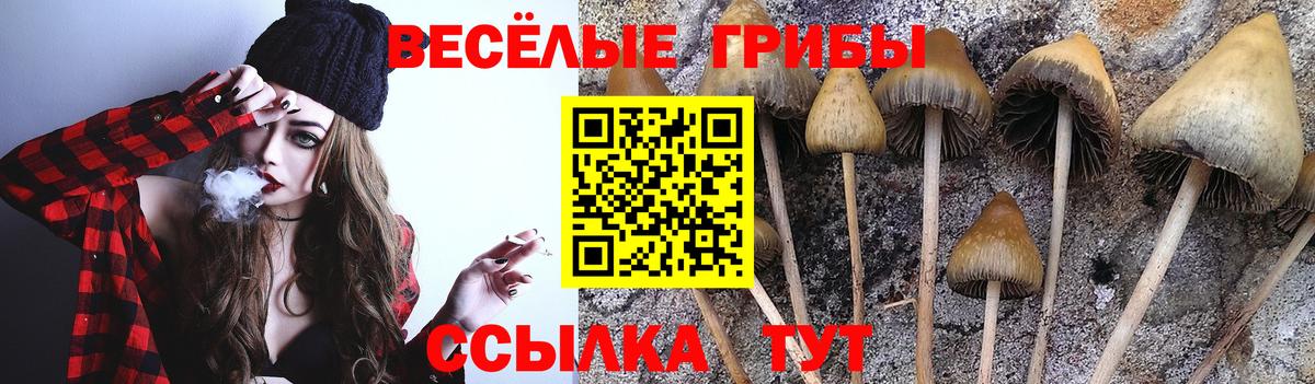 Псилоцибиновые грибы GOLDEN TEACHER  Псилоцибиновые грибы Psilocybe  Сокол  Вход с VPN 